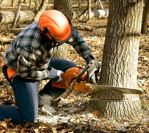 Tree Removal in Thurmont, MD